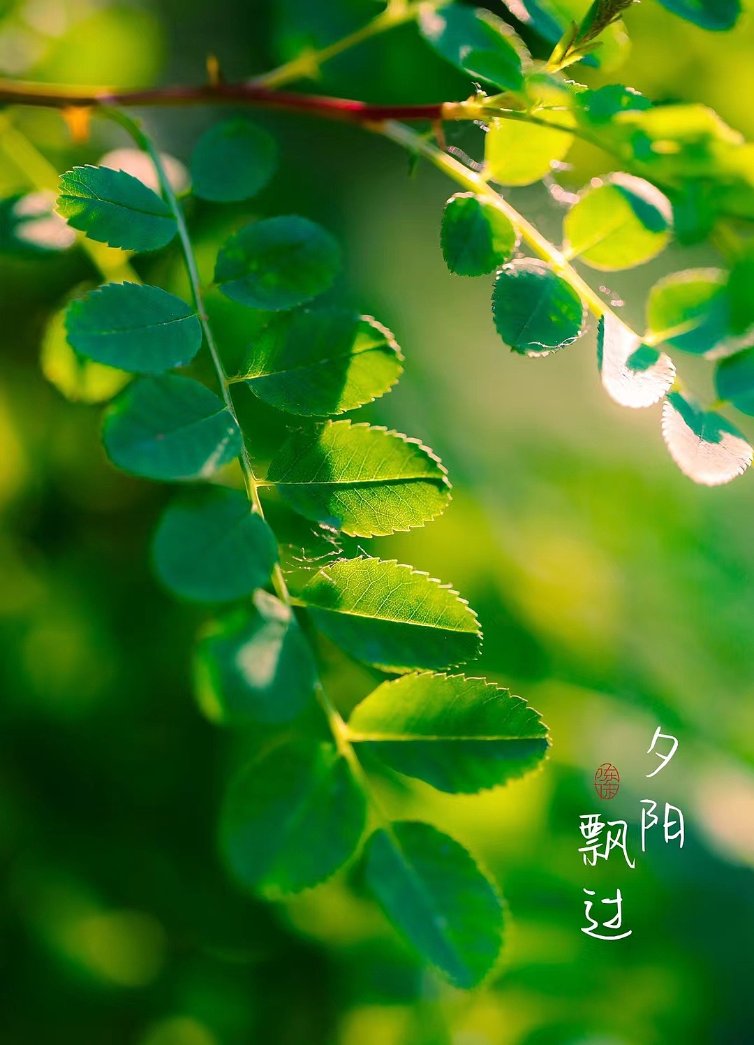 夕阳西下，万物可爱（图ZMzAxOTE3MDEy） - 风光摄影 - 站酷设计师木林森15原创素材 - 站酷ZCOOL