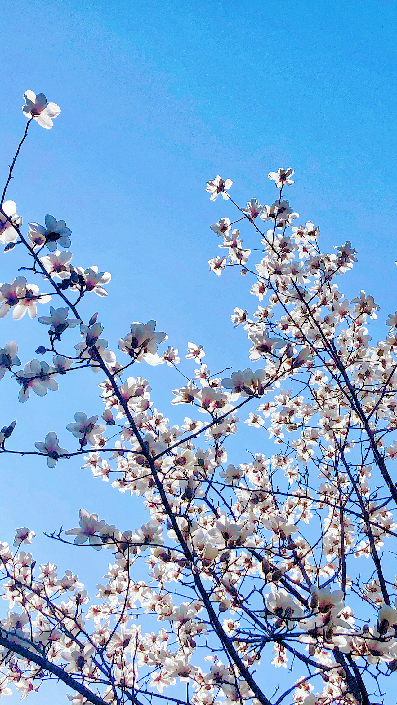 玉兰花开（图ZMjkxNjkwNDA0） - 其他摄影 - 站酷设计师Mintoria原创素材 - 站酷ZCOOL