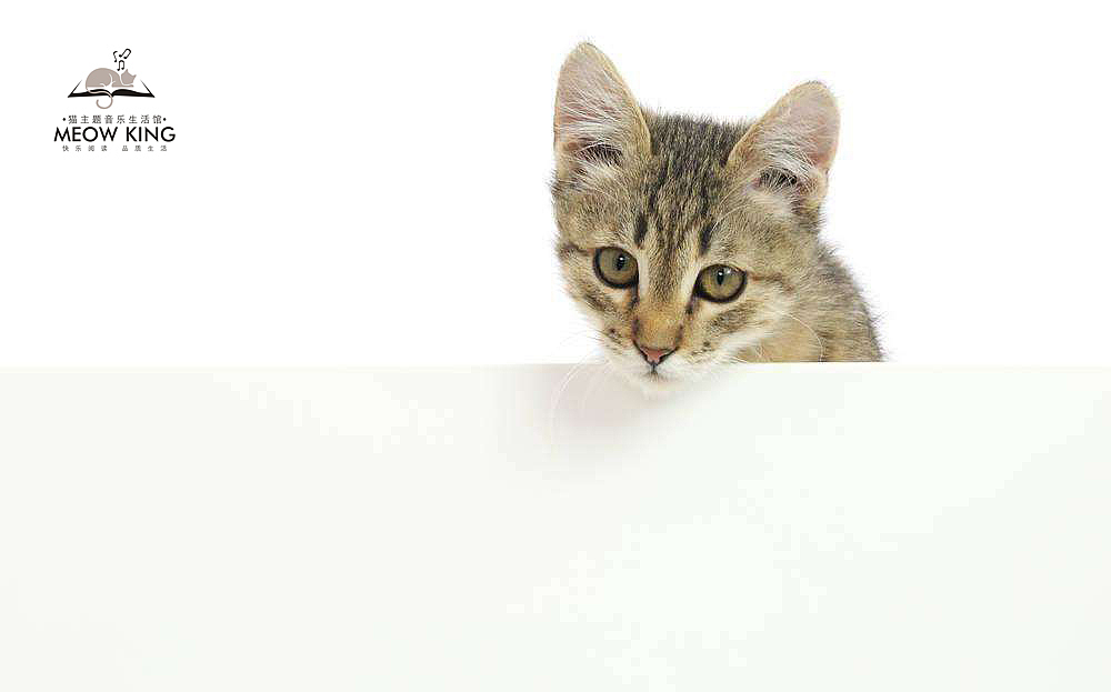 猫主题音乐生活馆标志视觉设计（第二季）（图ZMTA2NTQyNTY4） - Logo - 站酷设计师霍霍先生原创素材 - 站酷ZCOOL