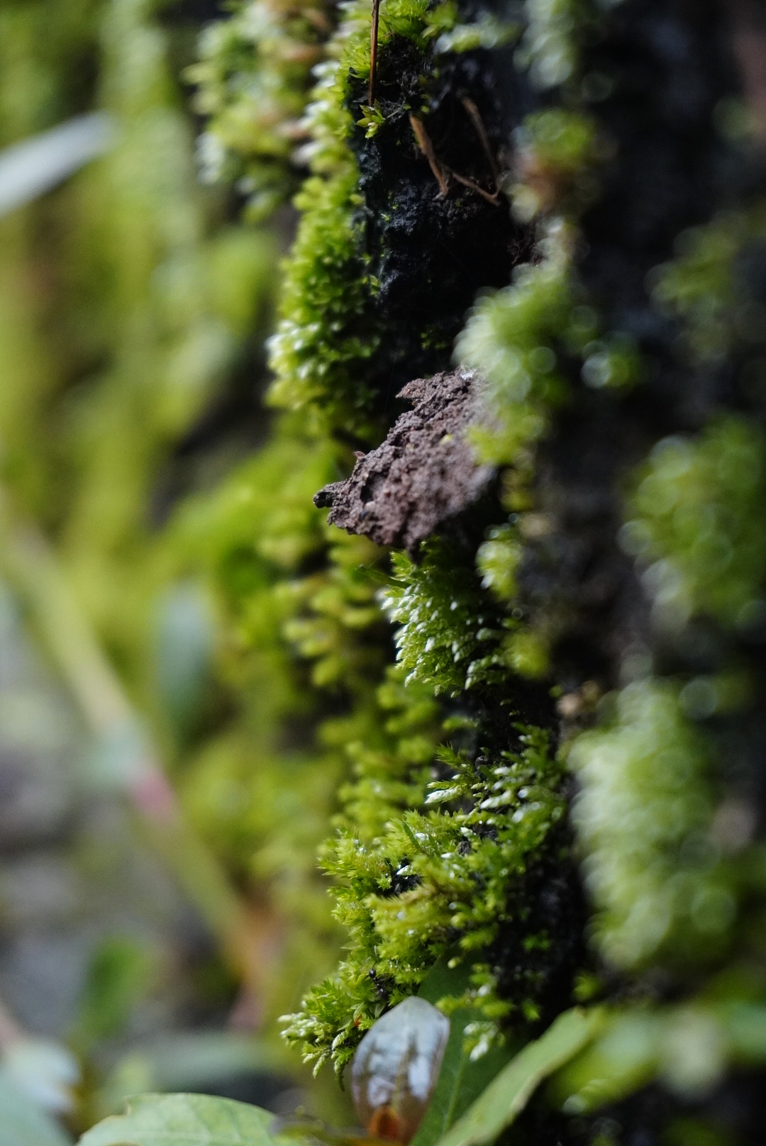 四川/雅安/瓦屋山/雅女湖/望鱼古镇