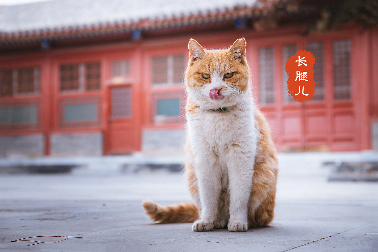 深耕三年故宫猫拍摄,盘点一下我拍过的四十七只御猫.