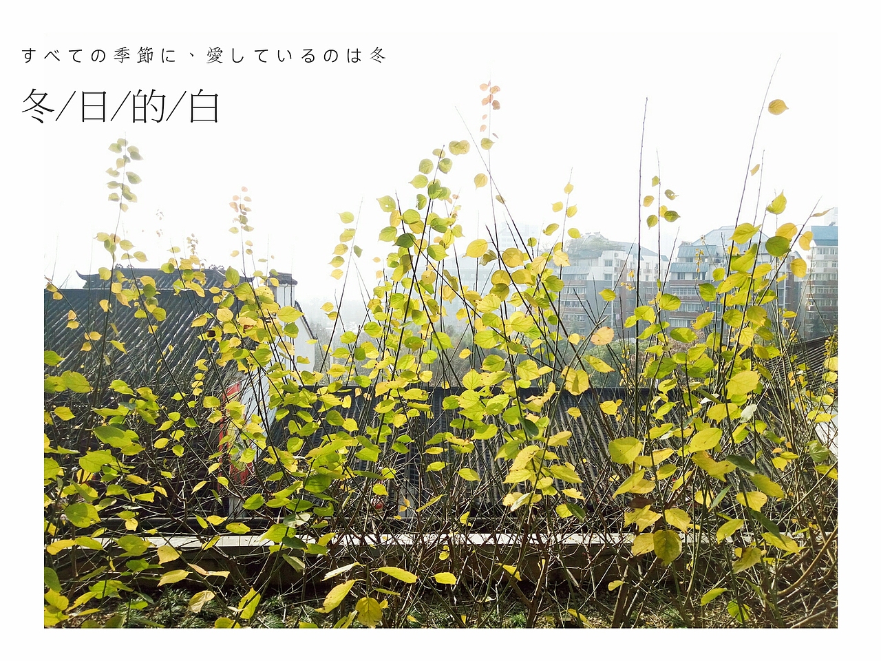 花花草草（圖ZNjgxNDY3MTI=） - 風(fēng)光攝影 - 站酷設(shè)計(jì)師Rita007原創(chuàng)素材 - 站酷ZCOOL