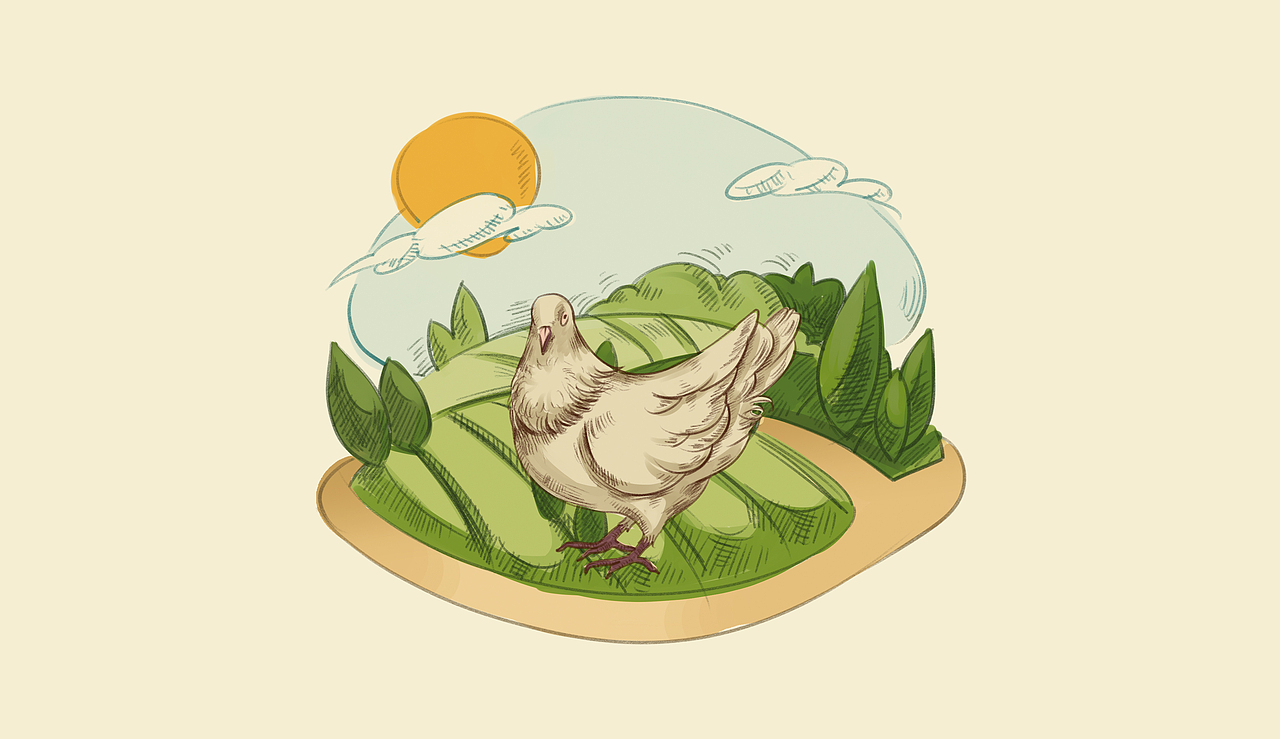 冷藏鸽子肉竞标提案（图ZMzQ5Mzg2NjA=） - 包装 - 站酷设计师SadieGao原创素材 - 站酷ZCOOL