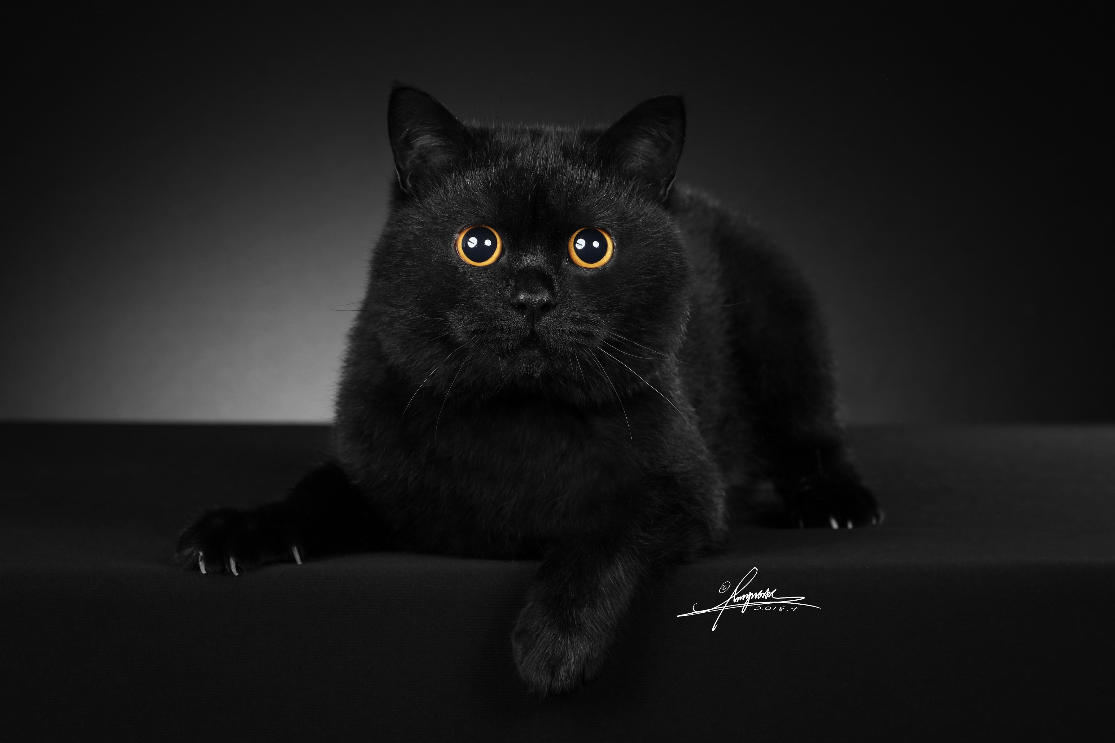 黑猫壁纸唯美图片