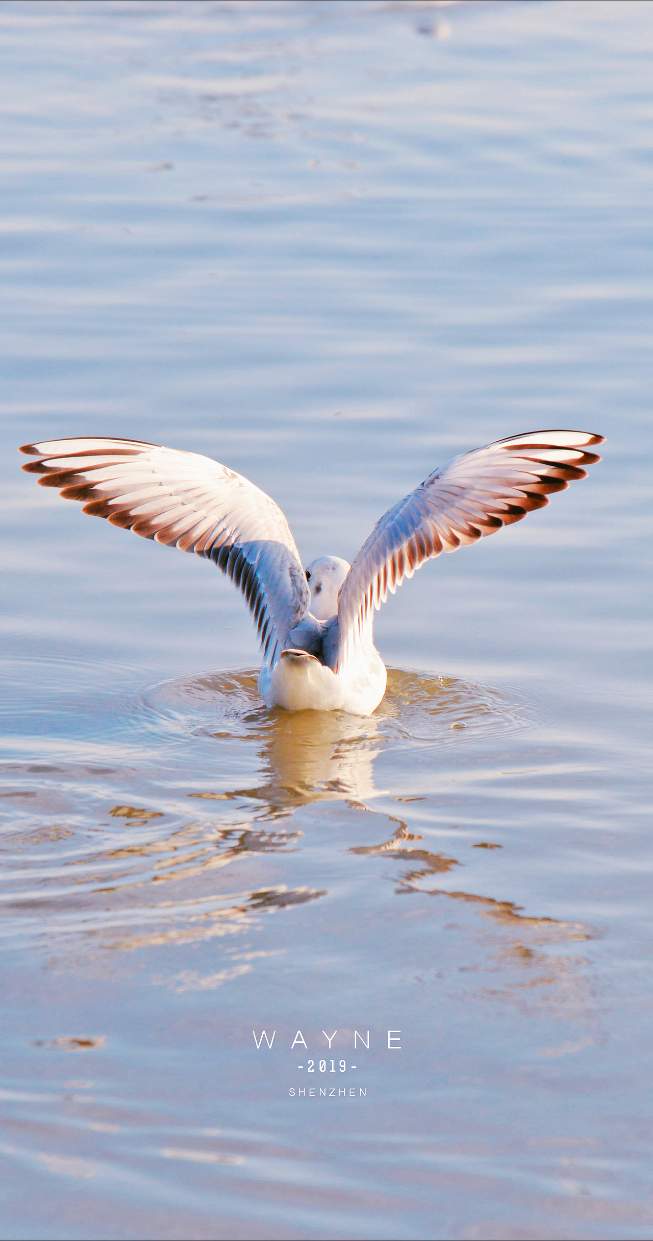 新人报道，请多关照😃（图ZMTkzOTE2NzY0） - 宠物摄影 - 站酷设计师丶WAYNE丶原创素材 - 站酷ZCOOL