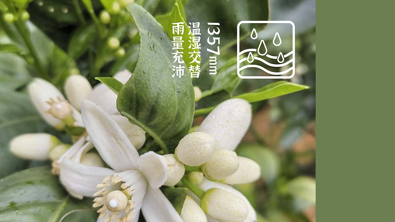 园丰脐橙——长在石漠岩上的园丰橙