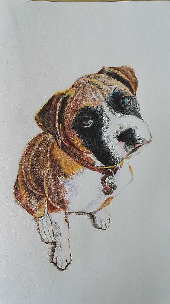 彩铅狗狗