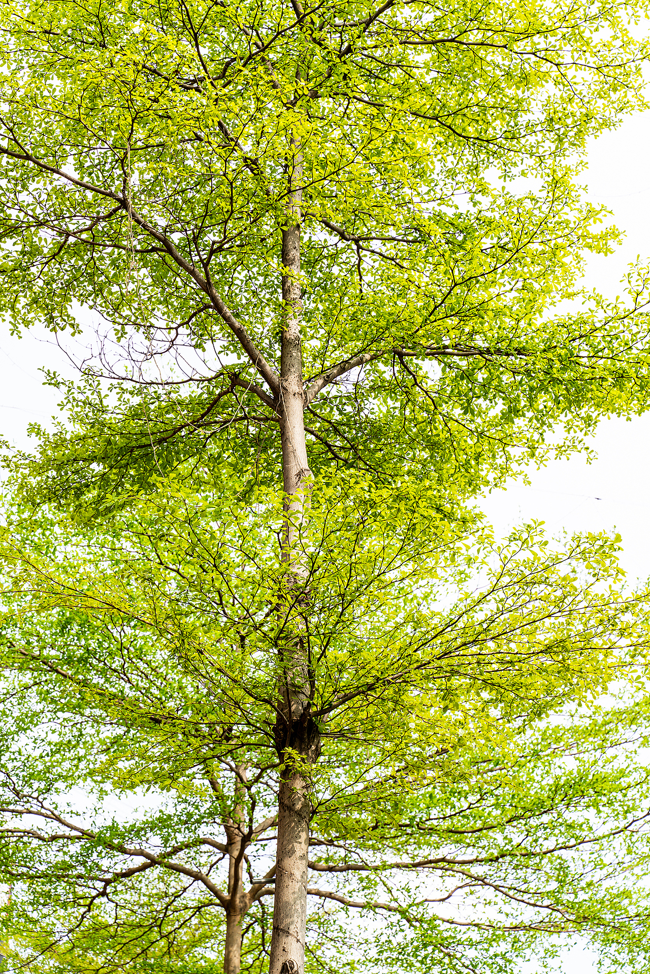 发现春天 鹏城深圳 2022