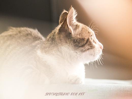 工作室吉祥物-粉肠