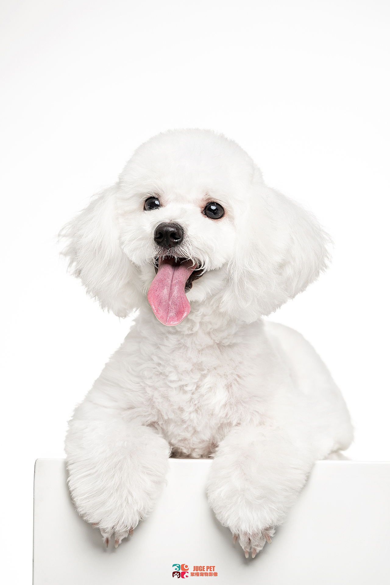 聚格宠物摄影｜比熊犬拍摄（图ZMjk4MjAwNjQw） - 宠物摄影 - 站酷设计师聚格宠物原创素材 - 站酷ZCOOL