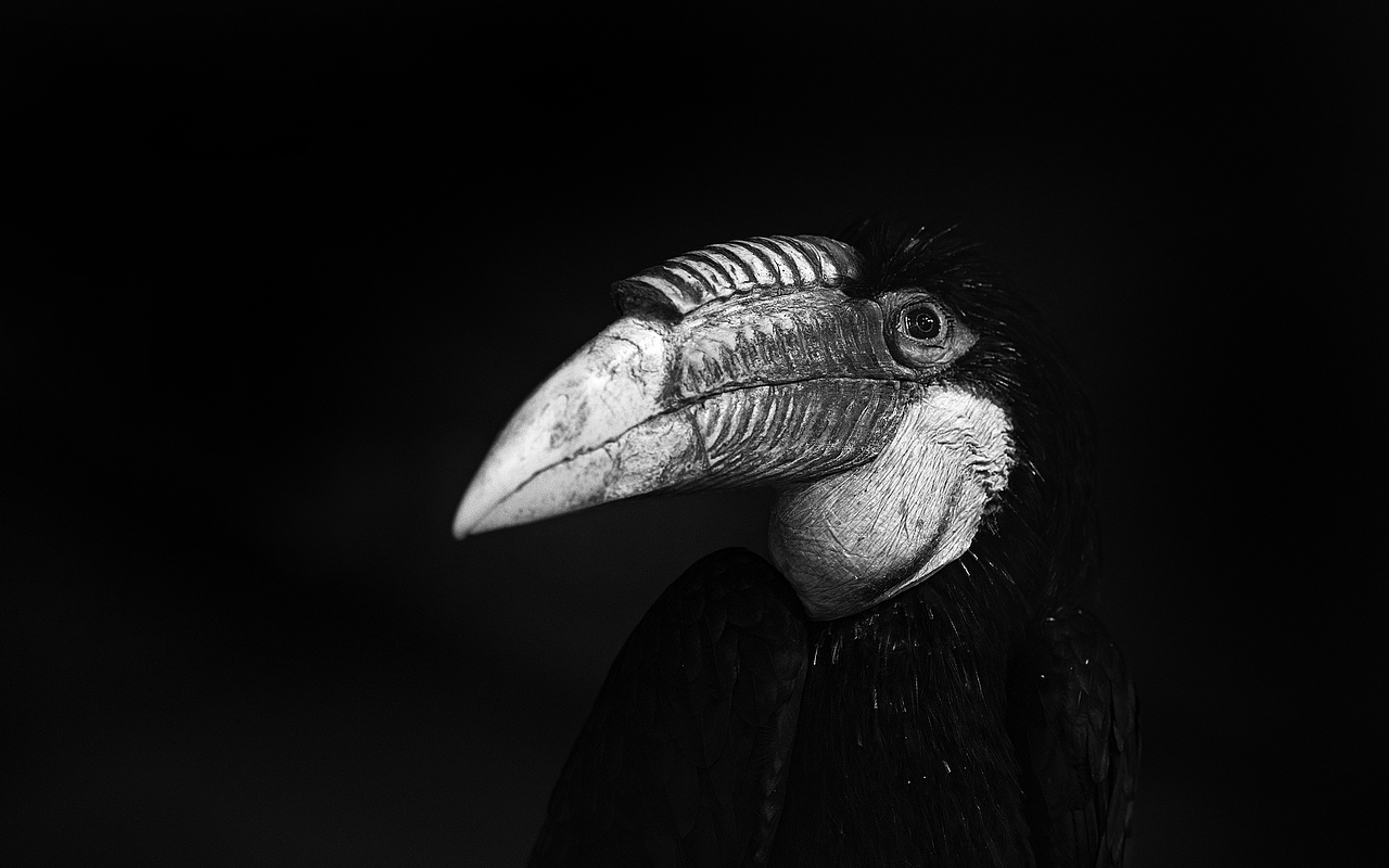 【动物】有事没事去看动物