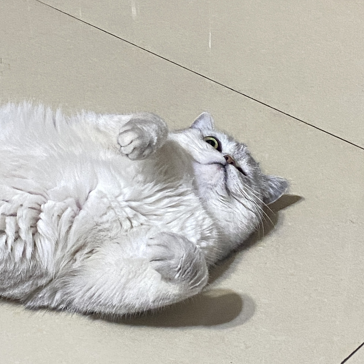 做一只慵懒的小猫咪吧（图ZMzA1NTU5Mzky） - 宠物摄影 - 站酷设计师Z100751036原创素材 - 站酷ZCOOL