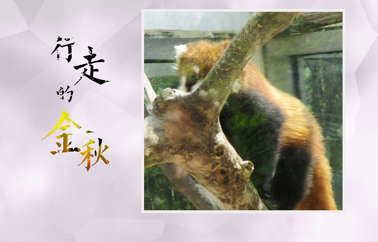 行走的金秋（图ZMTEzMTM4NzUy） - 宠物摄影 - 站酷设计师绿兮依原创素材 - 站酷ZCOOL