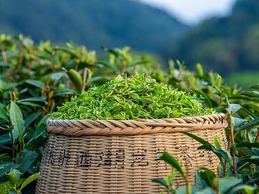 茶叶详情页 佛茶系列