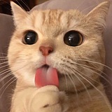 小红的红的头像