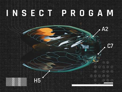  《 - Insect Progam - 》