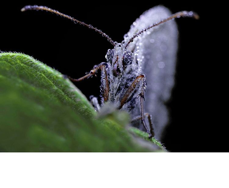 【生态摄影】世界渺小到让你只想溫柔相待