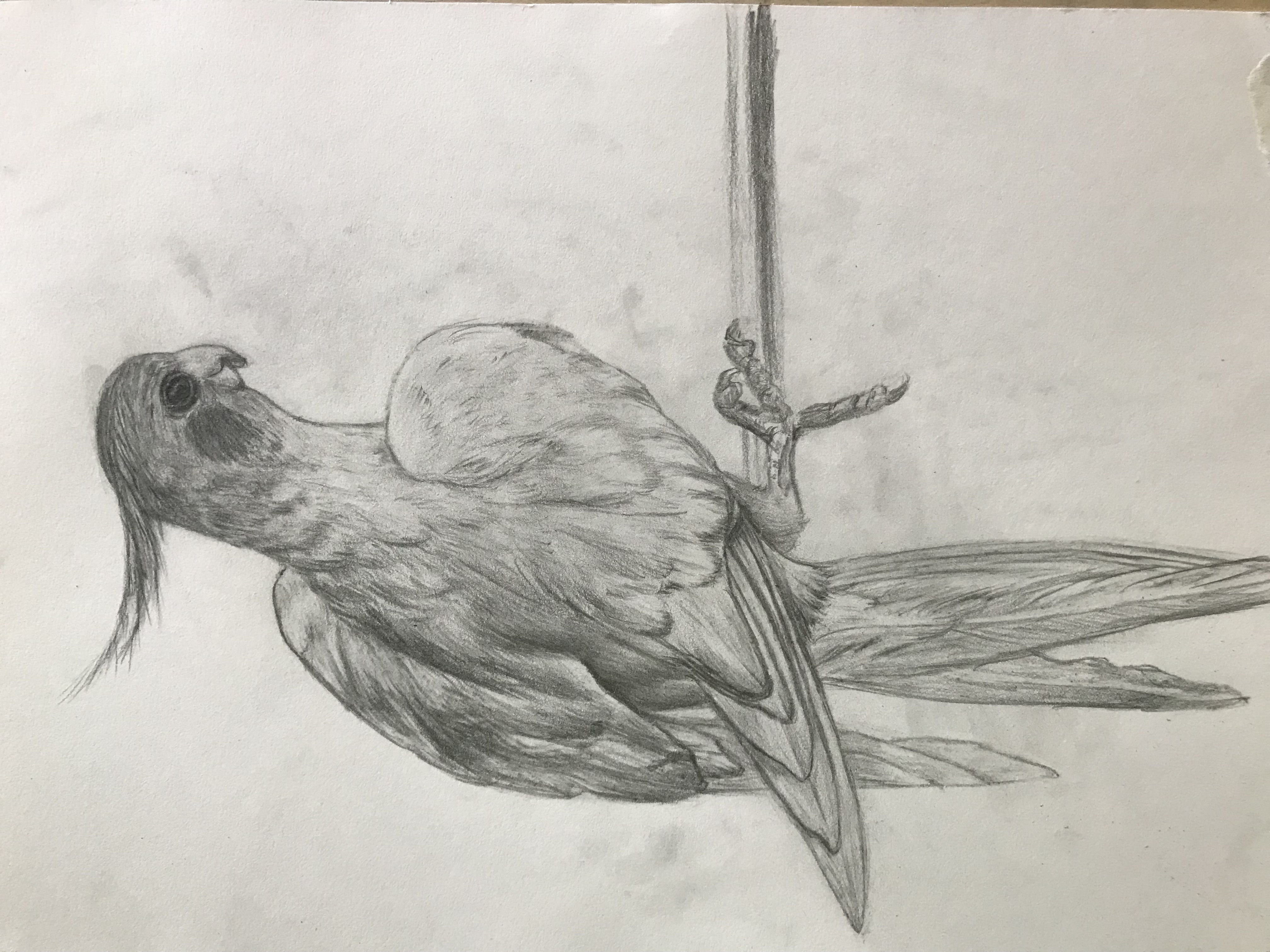 玄凤鹦鹉画 铅笔画图片