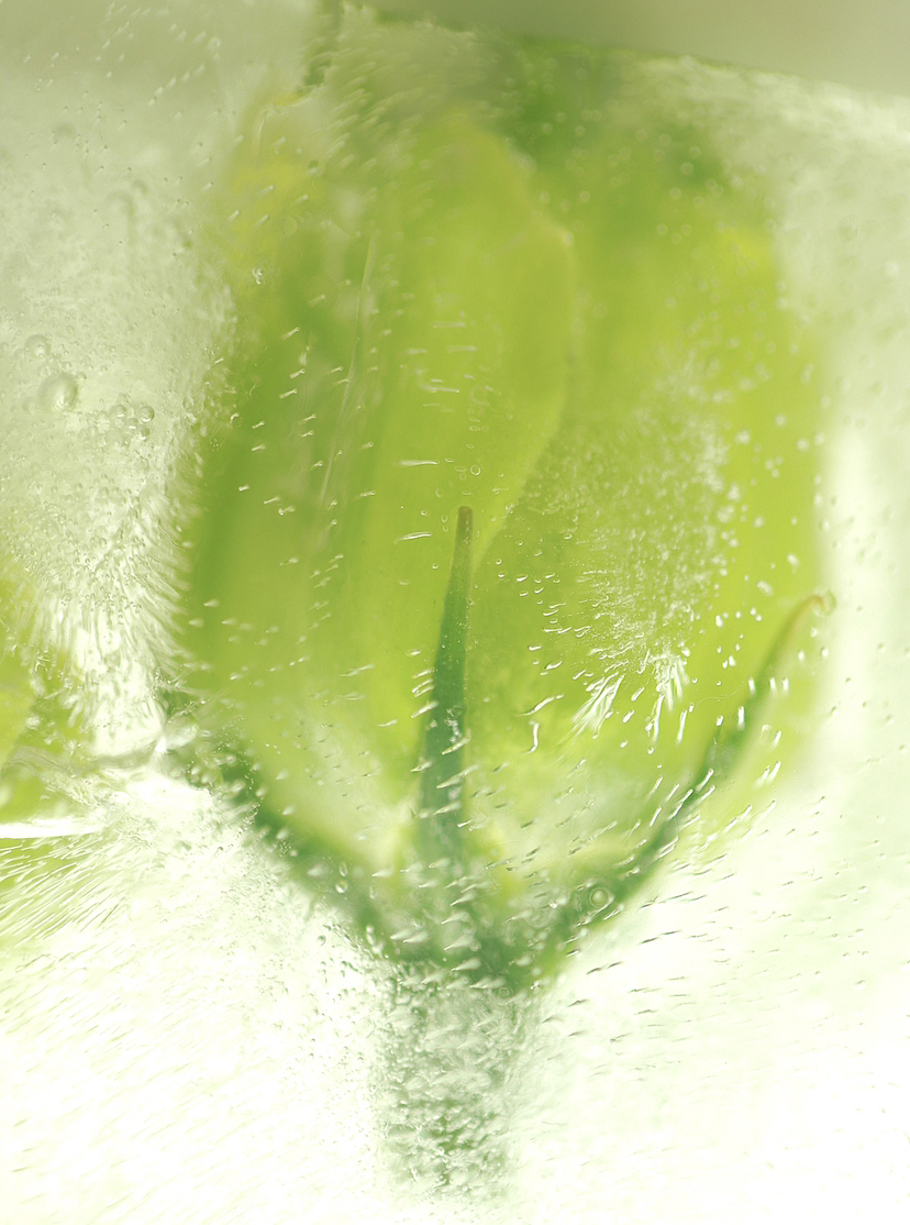 冰封桔梗 治愈绿色（图ZMzMyMjcxMzE2） - 其他摄影 - 站酷设计师Z790308645原创素材 - 站酷ZCOOL