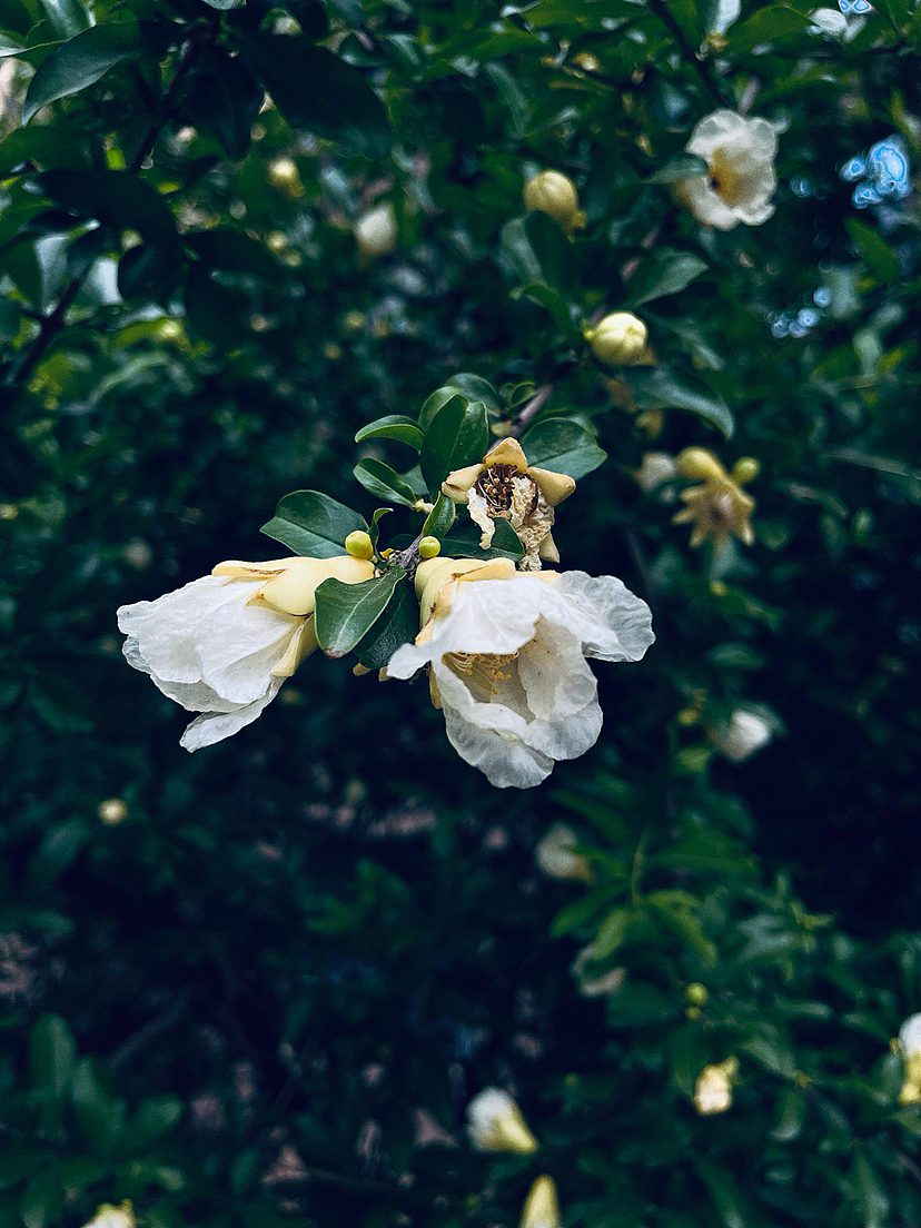 石榴花开（图ZMzQwODMxNTg0） - 风光摄影 - 站酷设计师心羽原创素材 - 站酷ZCOOL