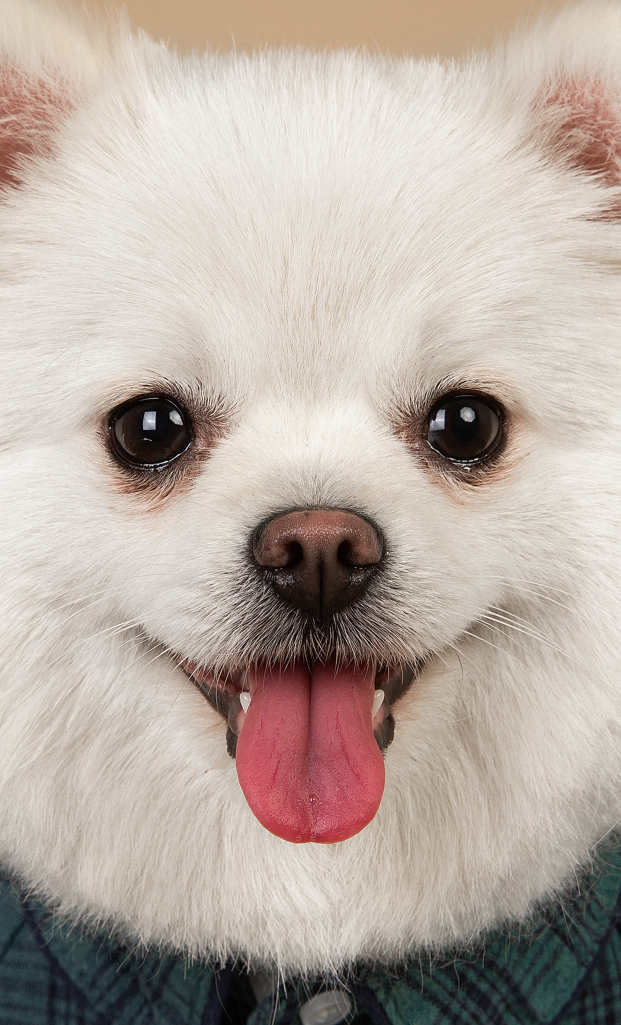 【動物照相館】合集