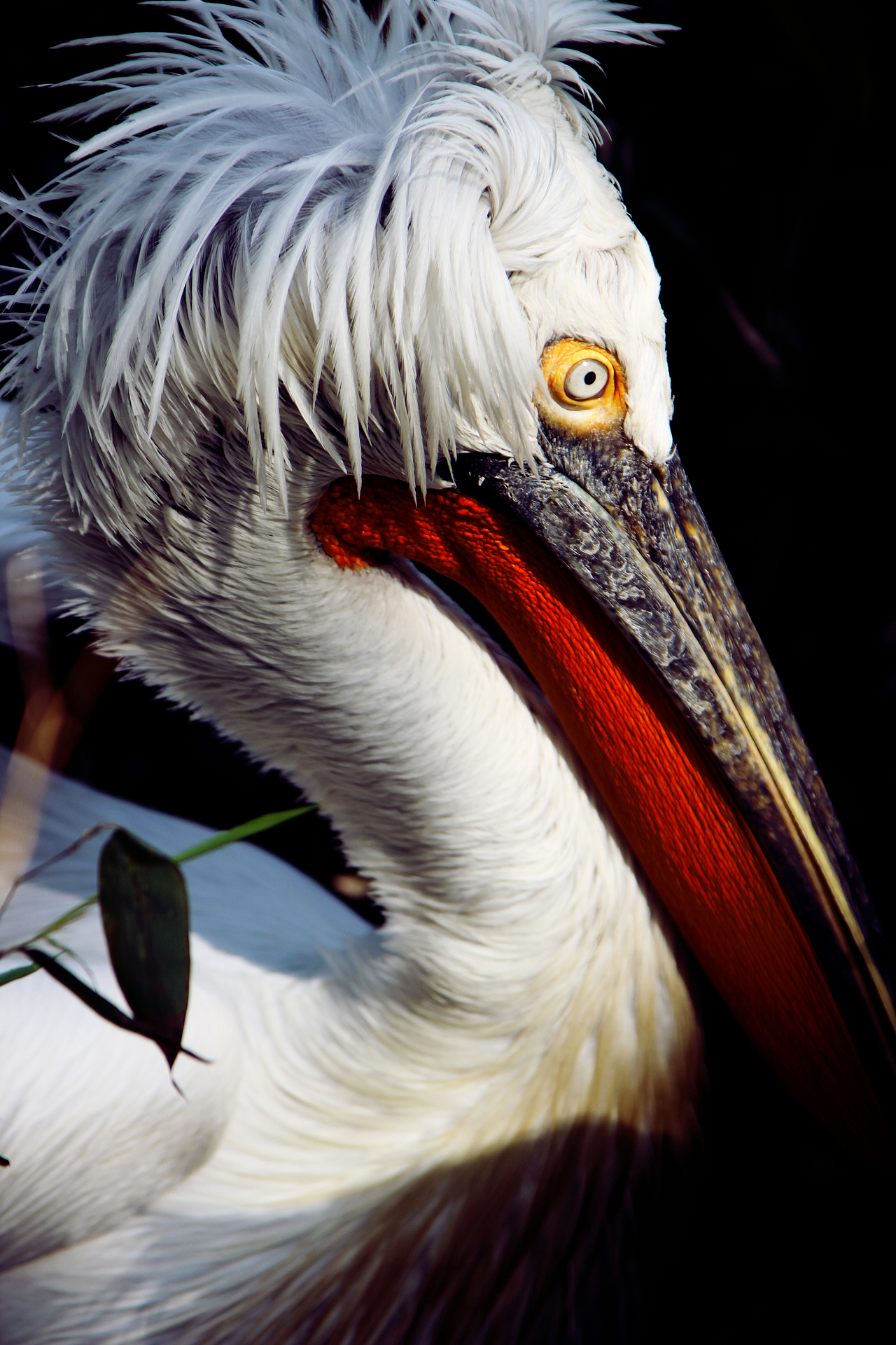 上海动物园的小伙伴们（图ZMTMwMzk3NjA=） - 风光摄影 - 站酷设计师LeoHMI原创素材 - 站酷ZCOOL