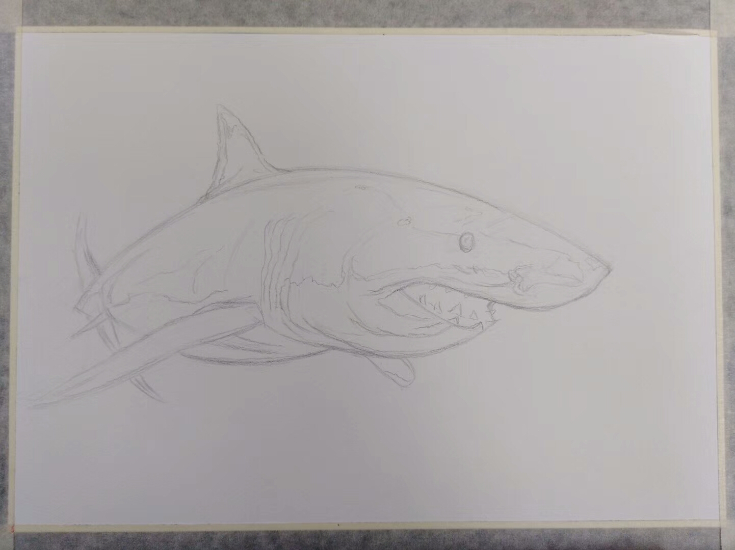 3d鲨鱼怎么画远古图片