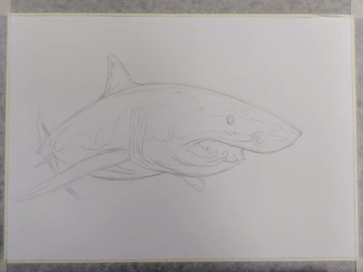 学画大白鲨恐怖图片