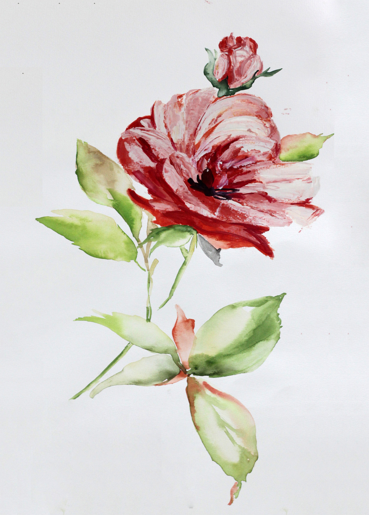 水彩花卉系列之玫瑰