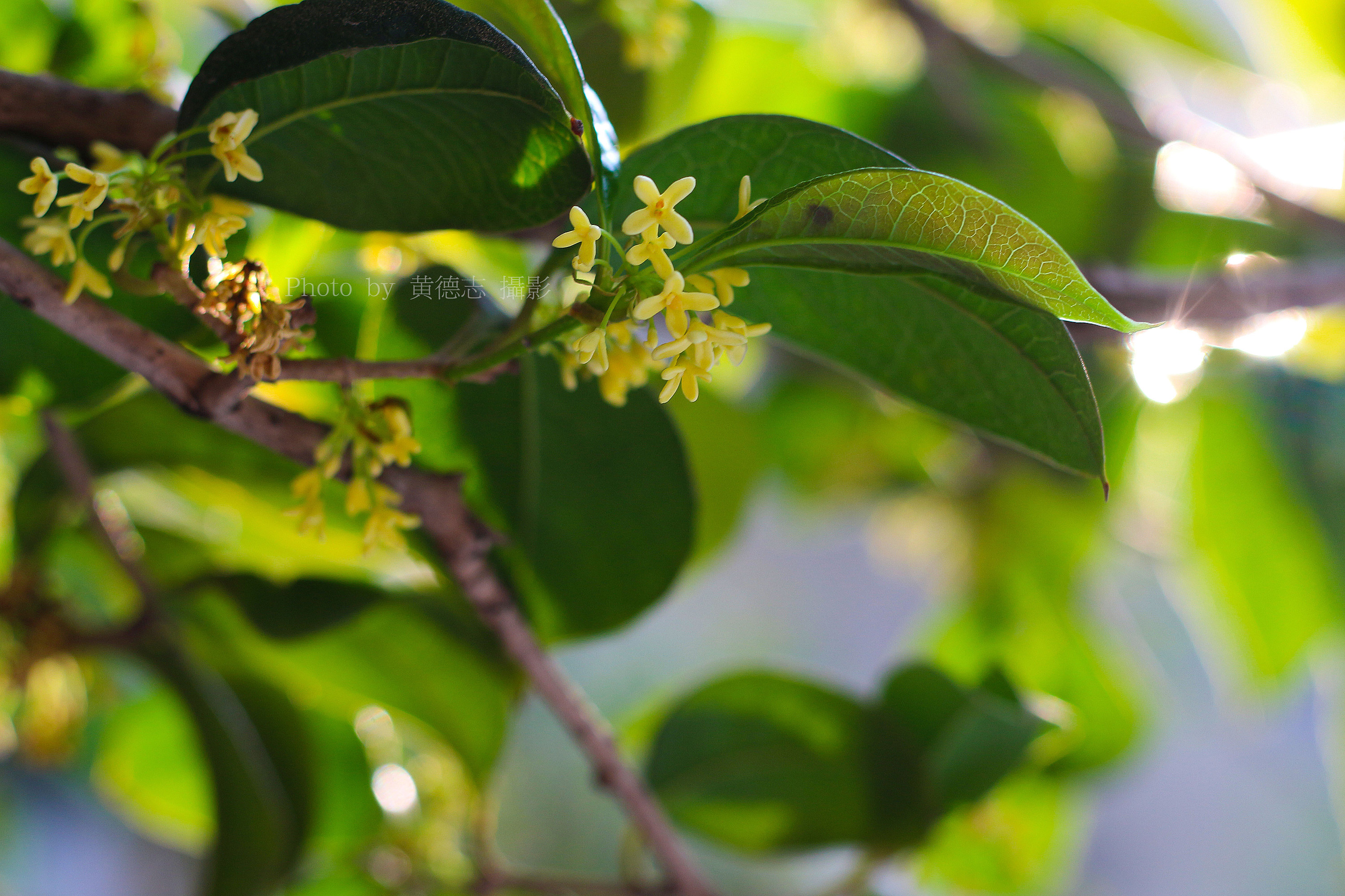 拍摄桂花|摄影|产品摄影|黄德志 - 原创作品 - 站酷 (zcool)