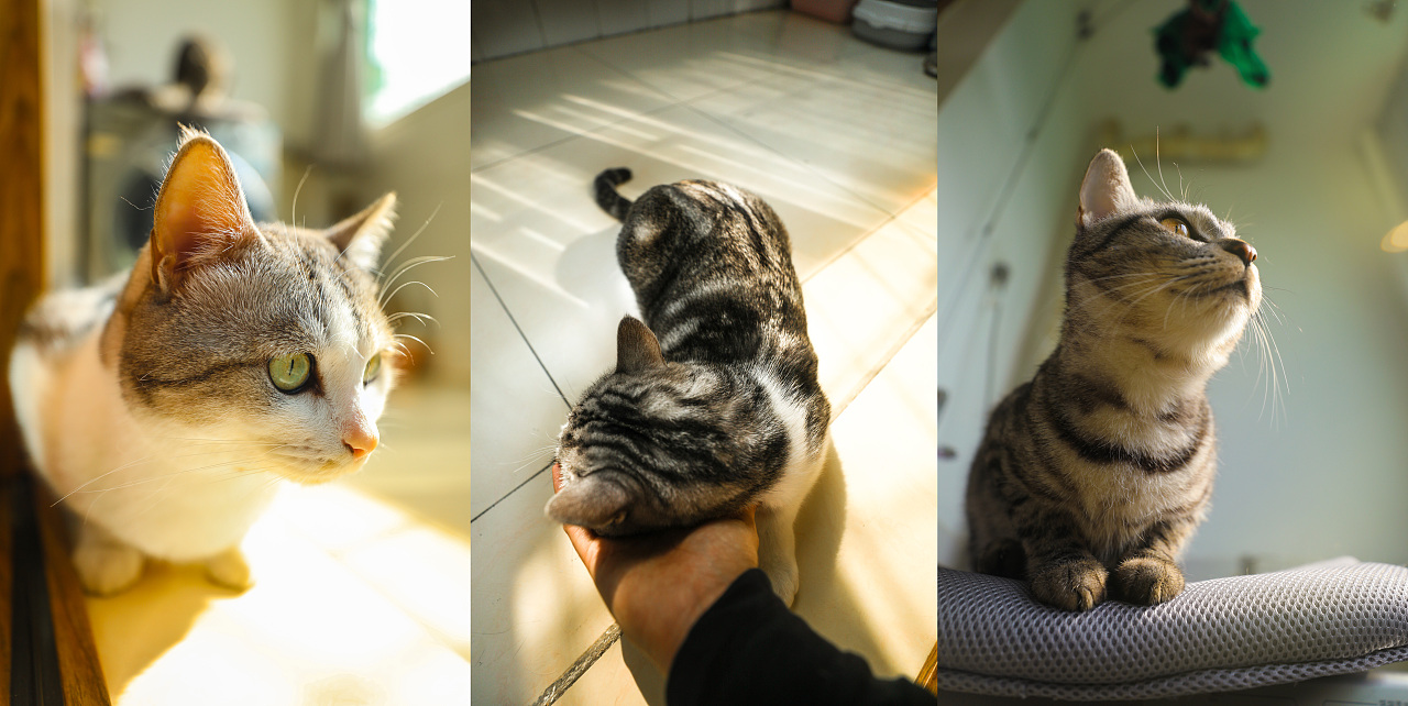 阳光和猫暖暖
