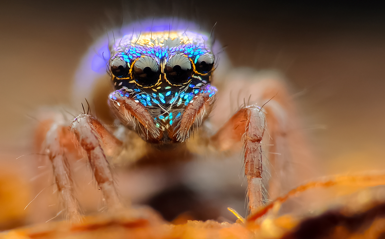 方寸之间-奇幻无穷-微距摄影的魅力（图ZMTU5NjAwMzAw） - 风光摄影 - 站酷设计师瓜哥微距摄影原创素材 - 站酷ZCOOL