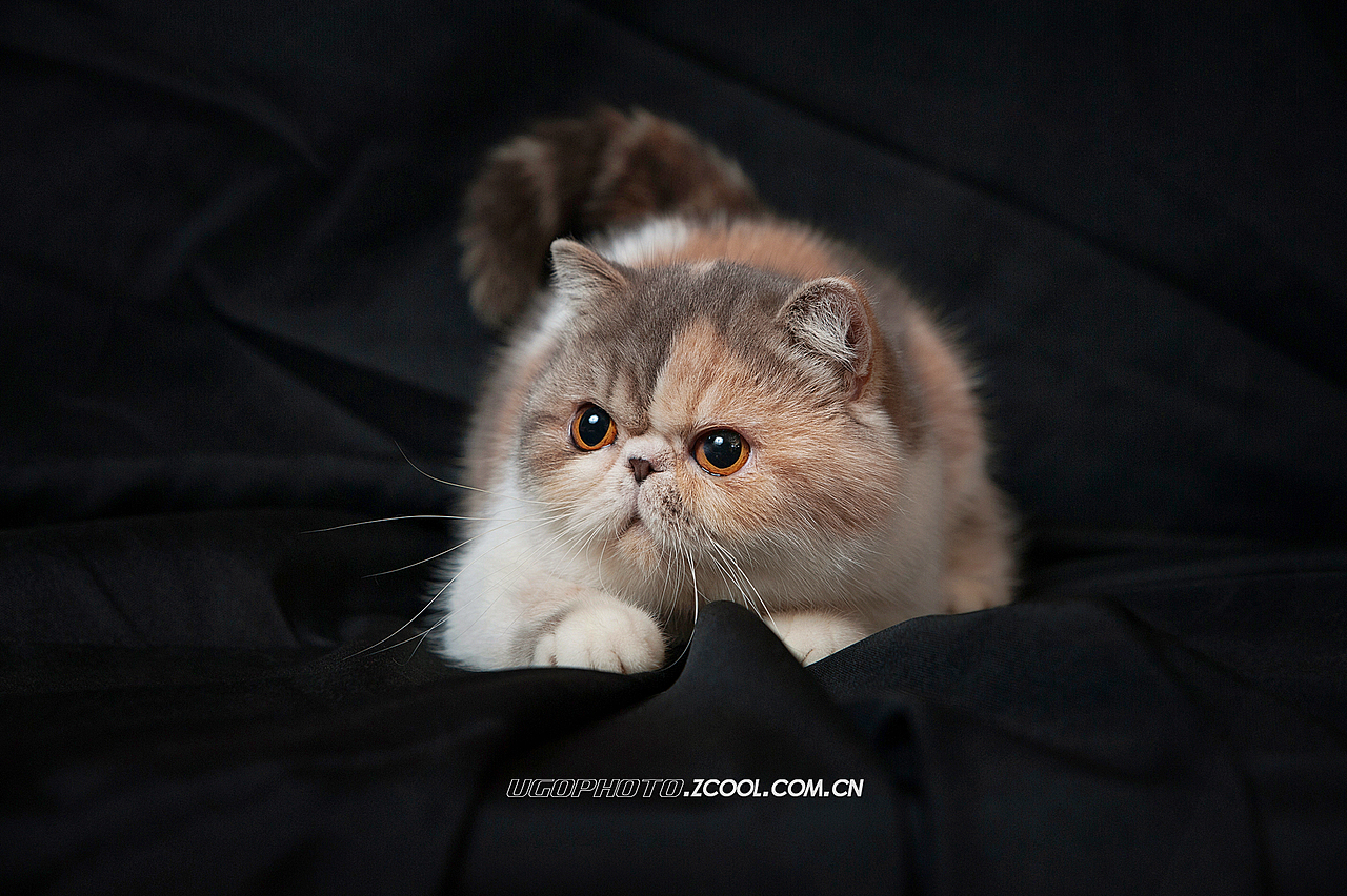 real smile笑的渐进式【动物摄影师何某某个人作品25】