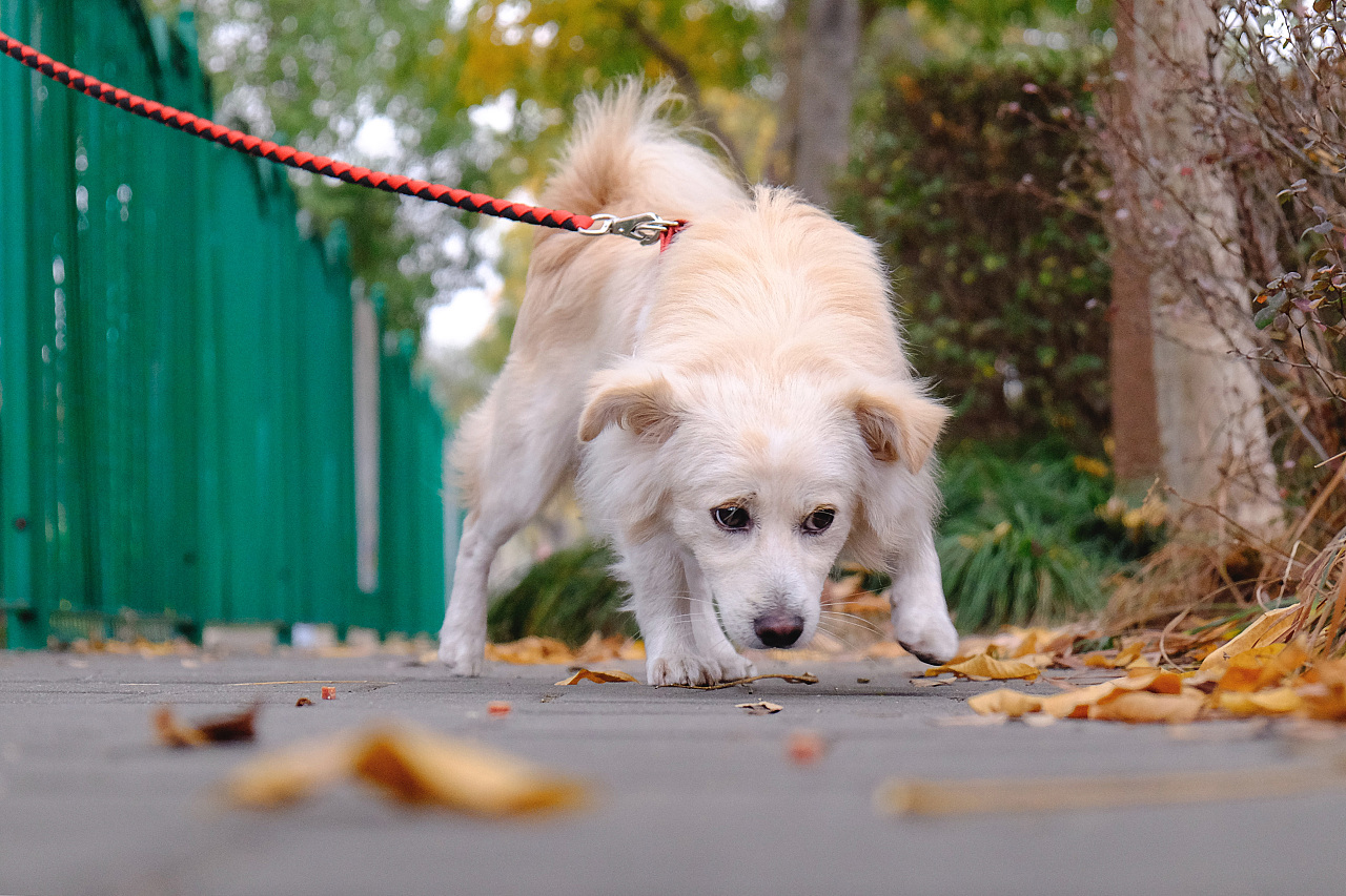 維持帶狗散步習慣 不僅滿足主人也滿足寵物 - Yahoo奇摩新聞