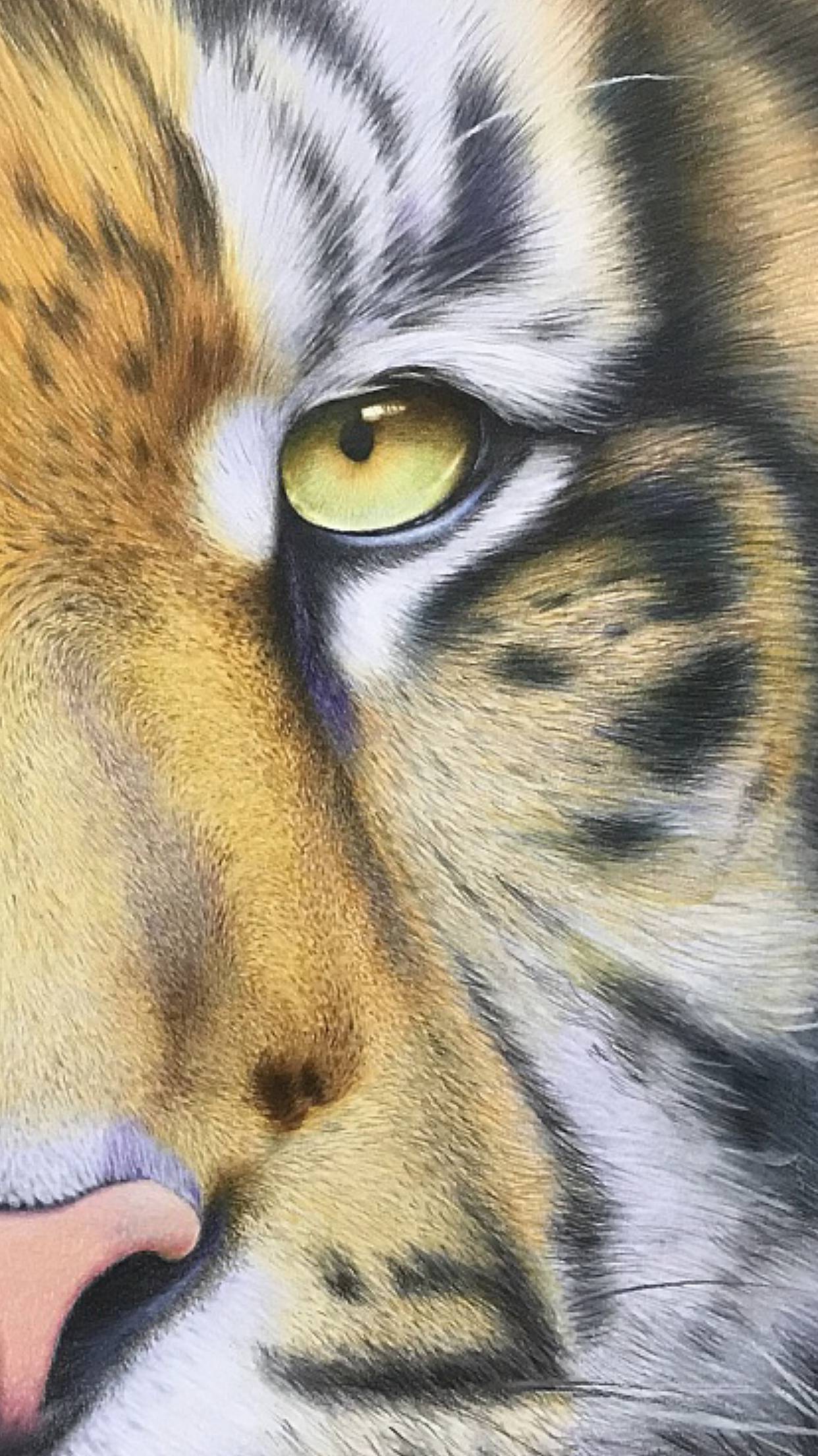 彩铅练习 虎（图ZMTYzODI4ODk2） - 绘画 - 站酷设计师鸟哥插画原创素材 - 站酷ZCOOL