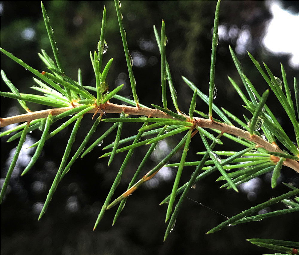 刘勇良手机纪实摄影:松糖挂满了枝头