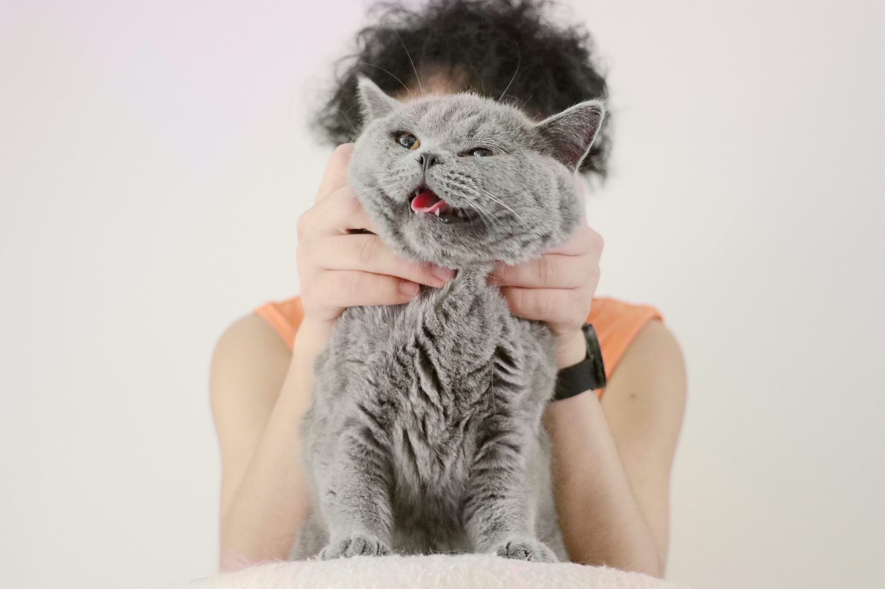 种猫-MM-纯蓝色-冬梅-英国短毛猫|沐米猫舍