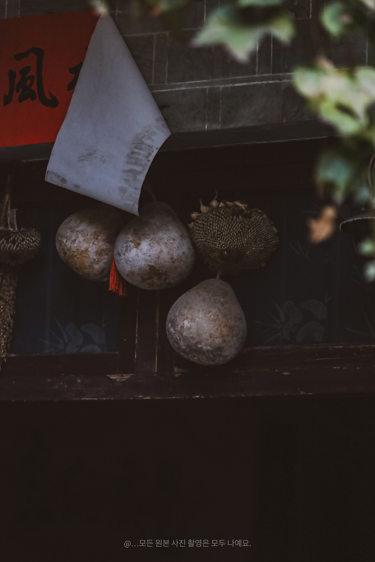 秋日田园：南瓜金辉与柿子红韵