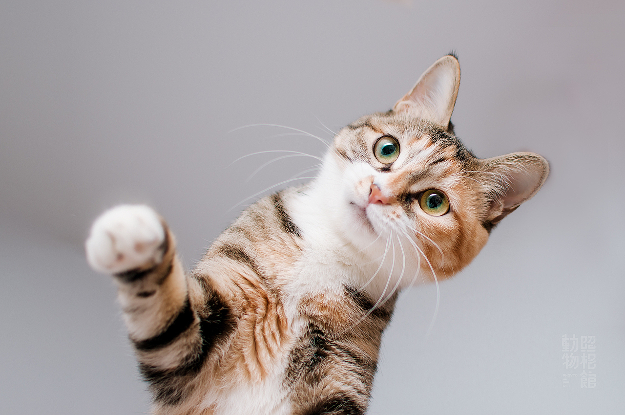 【動物照相館】母与子贰