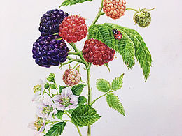 树莓水彩画