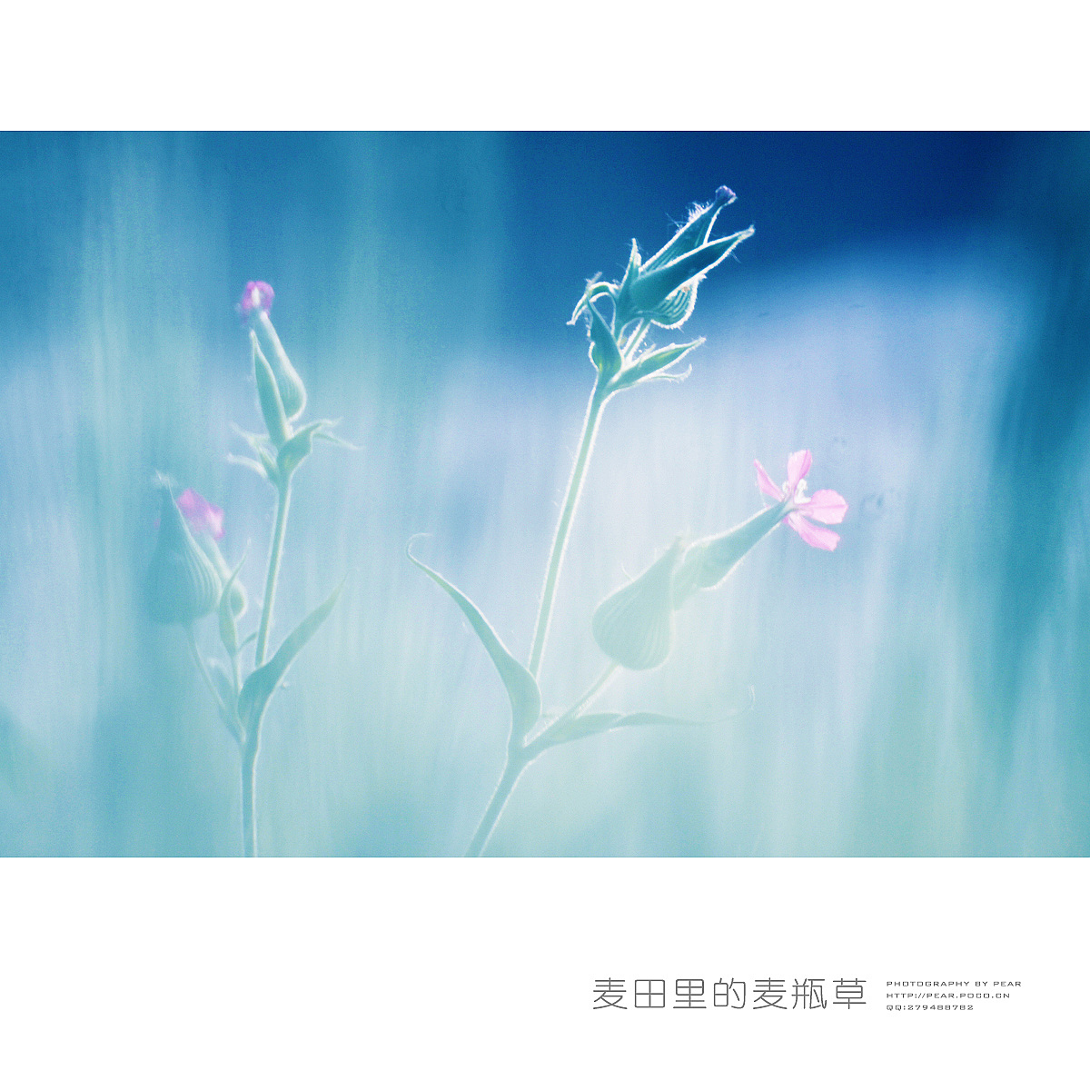 麦田里的麦瓶草（图ZMTU5NTc4ODQ=） - 风光摄影 - 站酷设计师pear1103原创素材 - 站酷ZCOOL