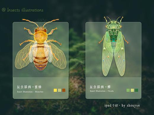 昆虫插画
