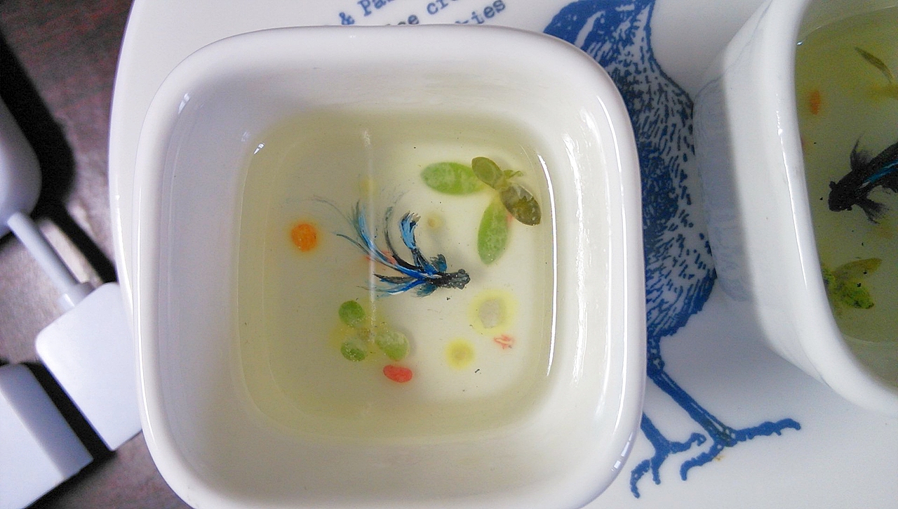 立体金鱼和迷你星空成品（图ZMTMwNzE1MDA=） - 其他手工艺 - 站酷设计师布莱克小小鑫原创素材 - 站酷ZCOOL