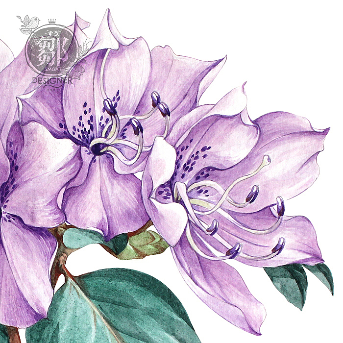 杜鹃花系列——马银花（图ZNzc5OTI5NTY=） - 商业插画 - 站酷设计师鄒慶原创素材 - 站酷ZCOOL