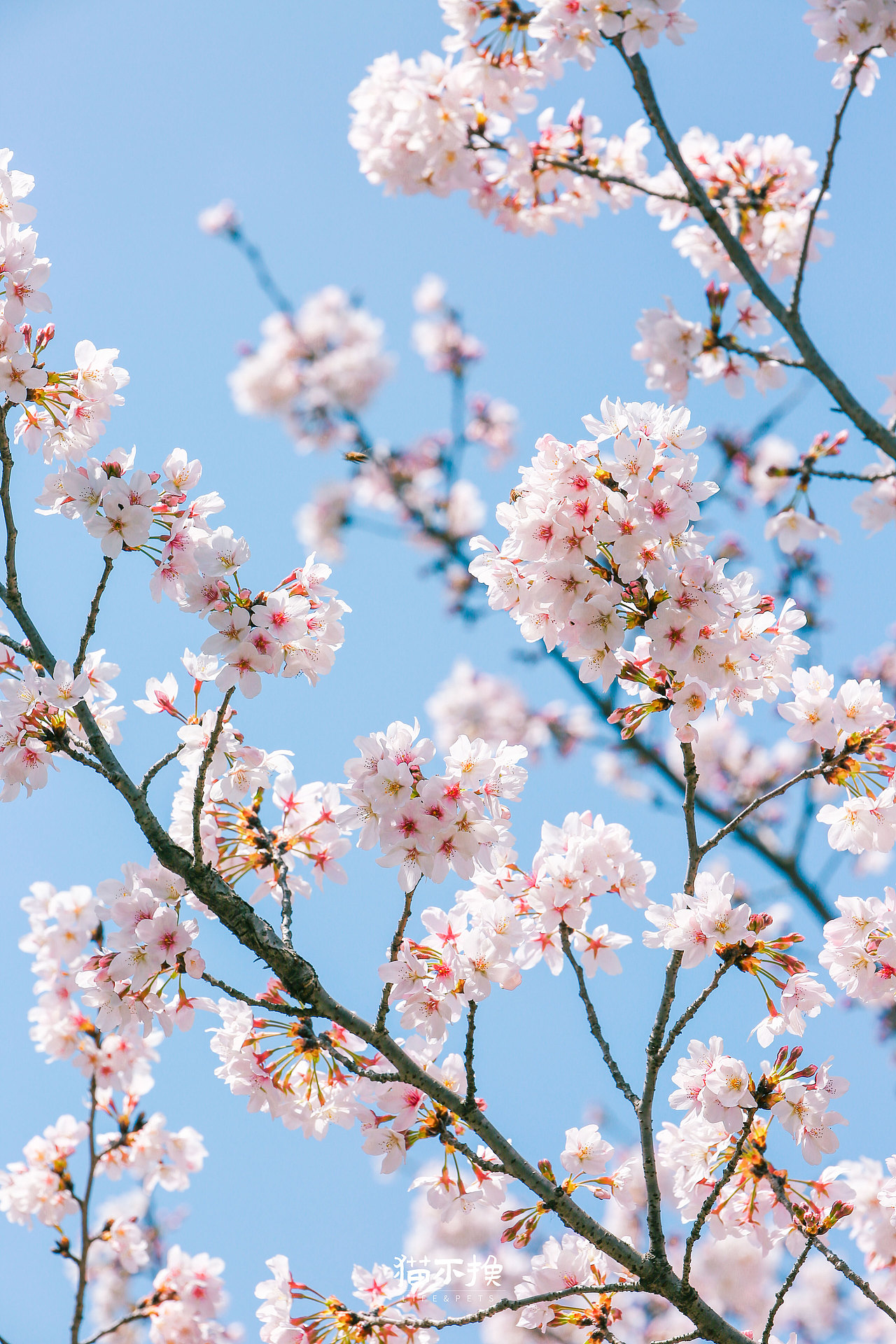 愿我们的人生也如这般绚烂,一路繁花似锦