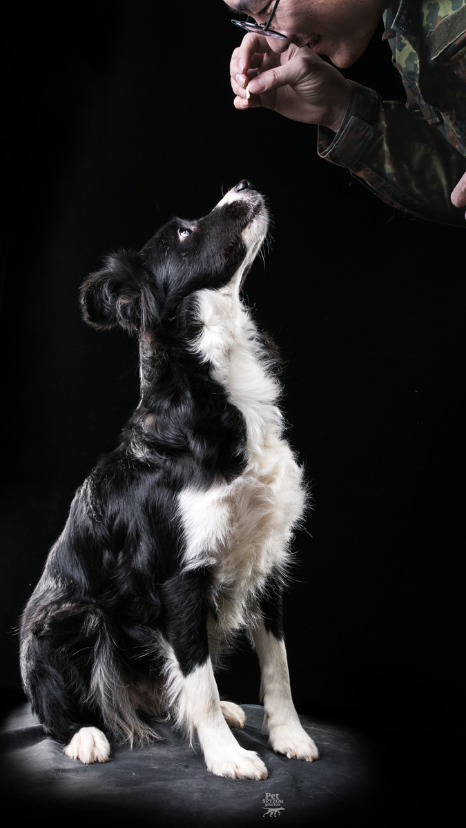 聚光灯下 天津宠物摄影spyzoo狗狗肖像