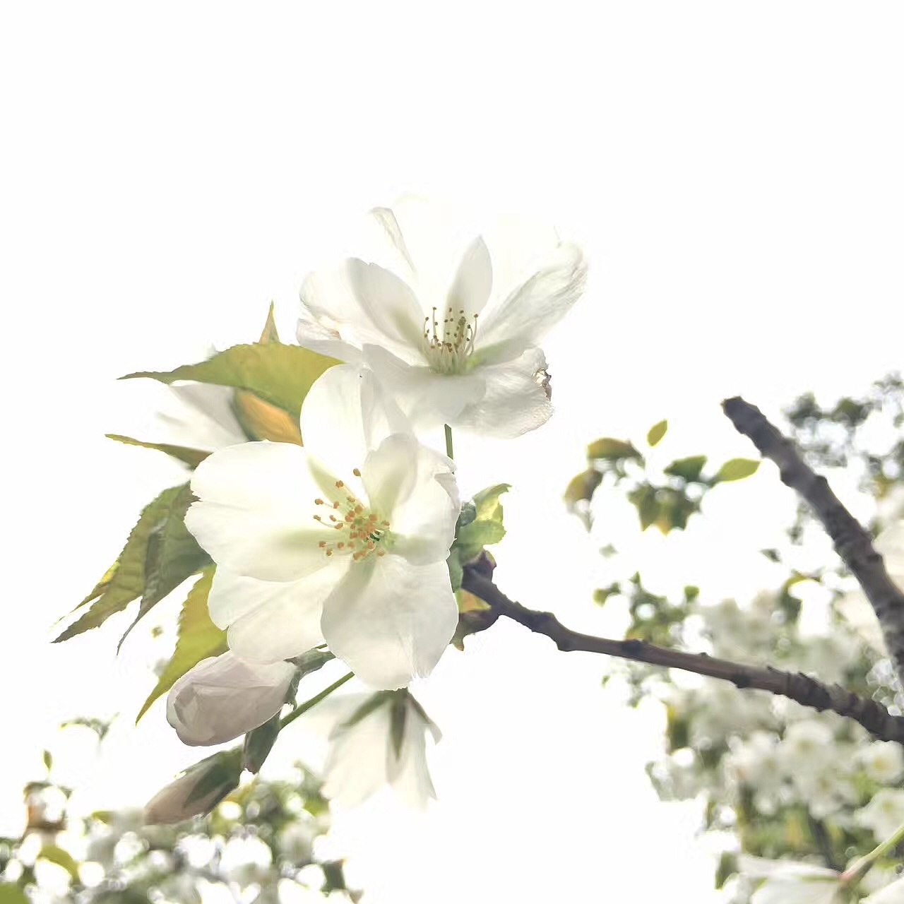 一簇梨花千百媚……