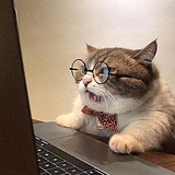 笨猫吃咸鱼的头像