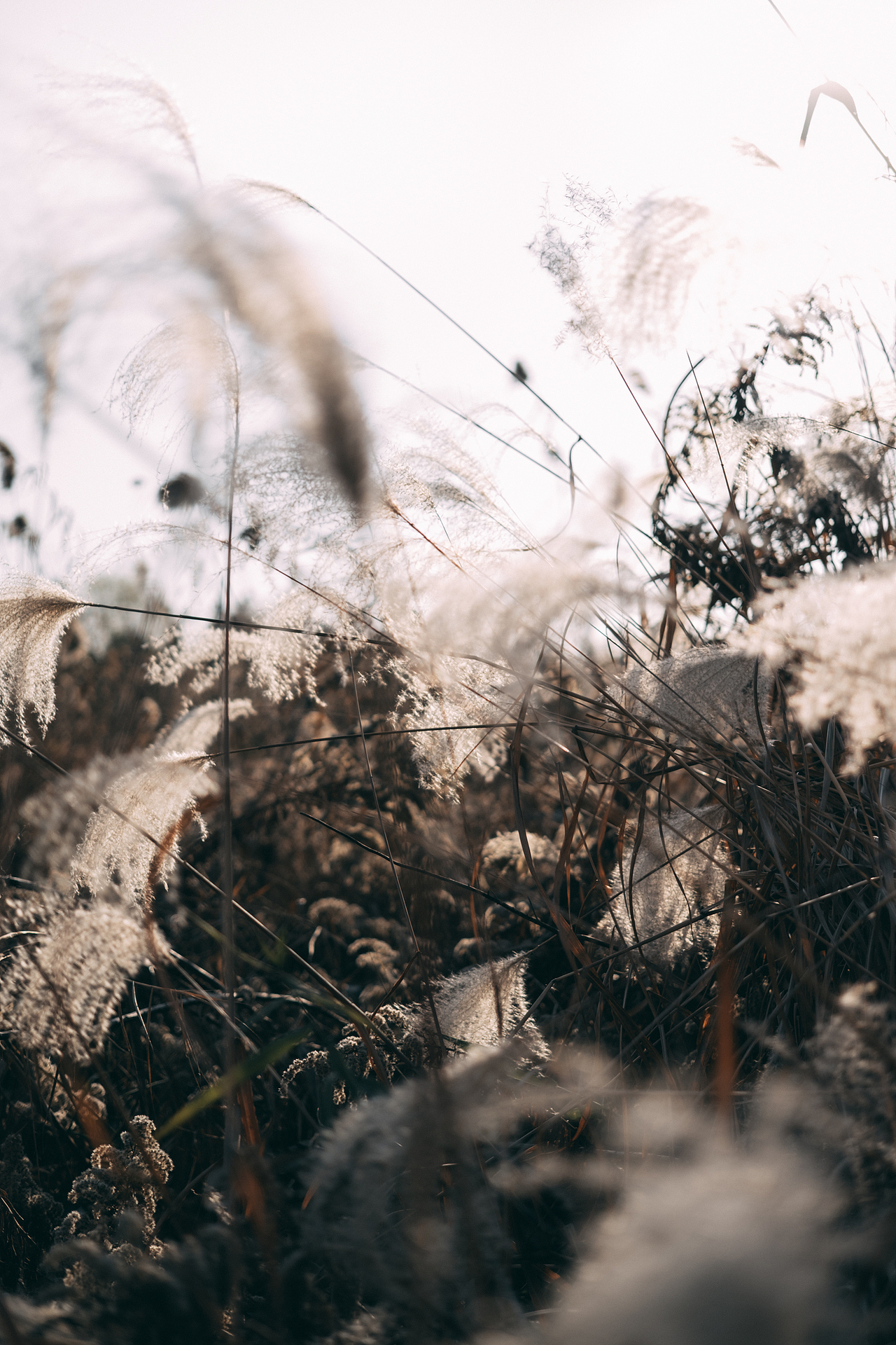 邂逅郊外的野草地（图ZMjgyMzM5MzQ4） - 风光摄影 - 站酷设计师糖糖的早茶原创素材 - 站酷ZCOOL