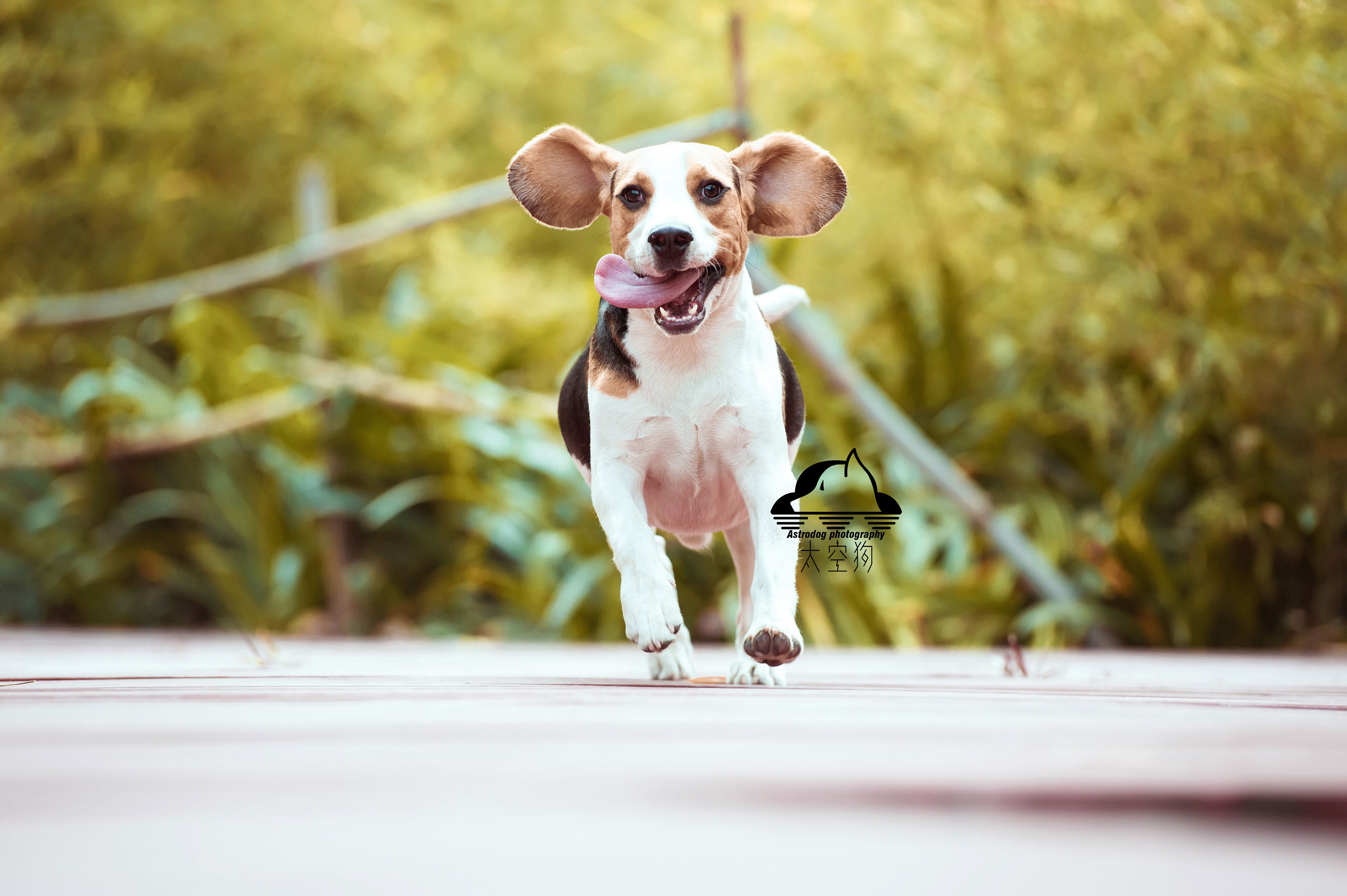 壁纸 棕色的狗，长耳朵 1920x1440 HD 高清壁纸, 图片, 照片